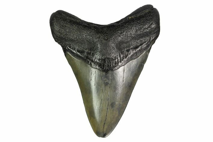Juvenile Megalodon Tooth - South Carolina #164952